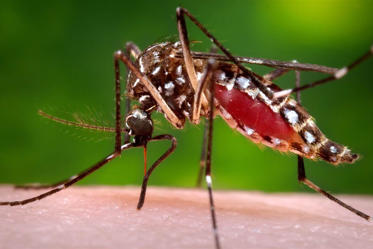 Aedes mosquito, the mosquito trasmitting Zika