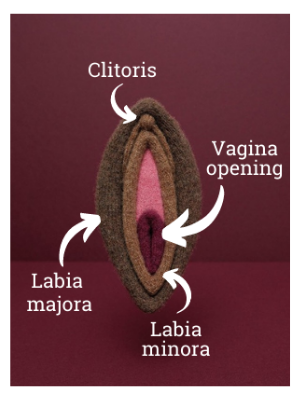 Vagina diagram