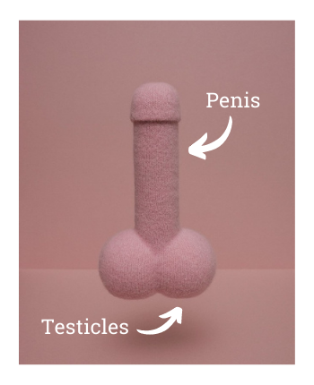 penis sexual bărbații au întotdeauna un penis