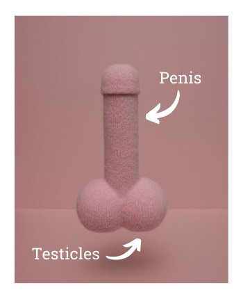 Penis