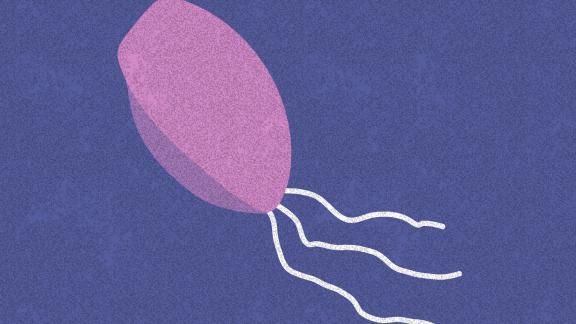 Trichomoniasis illustration 